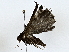  ( - BIOUG76548-A11)  @11 [ ] CreativeCommons - Attribution (2022) CBG Photography Group Centre for Biodiversity Genomics