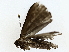  ( - BIOUG76548-B01)  @11 [ ] CreativeCommons - Attribution (2022) CBG Photography Group Centre for Biodiversity Genomics
