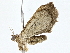  ( - BIOUG76548-F05)  @11 [ ] CreativeCommons - Attribution (2022) CBG Photography Group Centre for Biodiversity Genomics