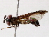  ( - BIOUG76549-C03)  @11 [ ] CreativeCommons - Attribution (2022) CBG Photography Group Centre for Biodiversity Genomics