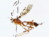  (Nonnus Malaise2747 - BIOUG76549-D12)  @11 [ ] CreativeCommons - Attribution (2022) CBG Photography Group Centre for Biodiversity Genomics