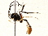  ( - BIOUG76550-C05)  @11 [ ] CreativeCommons - Attribution (2022) CBG Photography Group Centre for Biodiversity Genomics