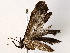  ( - BIOUG76550-E05)  @11 [ ] CreativeCommons - Attribution (2022) CBG Photography Group Centre for Biodiversity Genomics