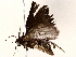  ( - BIOUG76550-E10)  @11 [ ] CreativeCommons - Attribution (2022) CBG Photography Group Centre for Biodiversity Genomics