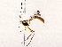  ( - BIOUG76550-G08)  @11 [ ] CreativeCommons - Attribution (2022) CBG Photography Group Centre for Biodiversity Genomics