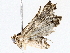  ( - BIOUG76551-E11)  @11 [ ] CreativeCommons - Attribution (2022) CBG Photography Group Centre for Biodiversity Genomics