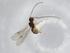  (Heterospilus Malaise6699 - BIOUG78455-G06)  @11 [ ] CreativeCommons - Attribution (2022) Centre for Biodiversity Genomics Centre for Biodiversity Genomics