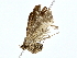  ( - BIOUG80709-E08)  @11 [ ] CreativeCommons - Attribution (2022) CBG Photography Group Centre for Biodiversity Genomics