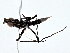  ( - BIOUG80709-G06)  @11 [ ] CreativeCommons - Attribution (2022) CBG Photography Group Centre for Biodiversity Genomics