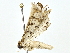  ( - BIOUG80749-A07)  @11 [ ] CreativeCommons - Attribution (2022) CBG Photography Group Centre for Biodiversity Genomics