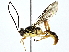  (ichneuMalaise01 Malaise5563 - BIOUG80749-E08)  @11 [ ] CreativeCommons - Attribution (2022) CBG Photography Group Centre for Biodiversity Genomics