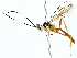  (Macrojoppa Malaise2647 - BIOUG80749-F05)  @11 [ ] CreativeCommons - Attribution (2022) CBG Photography Group Centre for Biodiversity Genomics