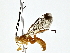  ( - BIOUG80750-H03)  @11 [ ] CreativeCommons - Attribution (2022) CBG Photography Group Centre for Biodiversity Genomics