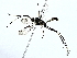  ( - BIOUG73631-F09)  @11 [ ] CreativeCommons - Attribution (2022) CBG Photography Group Centre for Biodiversity Genomics
