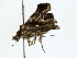  ( - BIOUG80710-B04)  @11 [ ] CreativeCommons - Attribution (2022) CBG Photography Group Centre for Biodiversity Genomics
