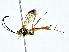  ( - BIOUG80711-A05)  @11 [ ] CreativeCommons - Attribution (2022) CBG Photography Group Centre for Biodiversity Genomics