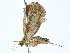  ( - BIOUG80711-F09)  @11 [ ] CreativeCommons - Attribution (2022) CBG Photography Group Centre for Biodiversity Genomics