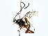  ( - BIOUG80751-A04)  @11 [ ] CreativeCommons - Attribution (2022) CBG Photography Group Centre for Biodiversity Genomics