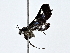  ( - BIOUG80751-A12)  @11 [ ] CreativeCommons - Attribution (2022) CBG Photography Group Centre for Biodiversity Genomics