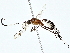  ( - BIOUG80752-E09)  @11 [ ] CreativeCommons - Attribution (2022) CBG Photography Group Centre for Biodiversity Genomics
