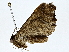  ( - BIOUG80752-F07)  @11 [ ] CreativeCommons - Attribution (2022) CBG Photography Group Centre for Biodiversity Genomics