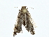  ( - BIOUG80753-A05)  @11 [ ] CreativeCommons - Attribution (2022) CBG Photography Group Centre for Biodiversity Genomics