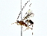  ( - BIOUG80753-C07)  @11 [ ] CreativeCommons - Attribution (2022) CBG Photography Group Centre for Biodiversity Genomics