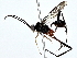  ( - BIOUG80753-G06)  @11 [ ] CreativeCommons - Attribution (2022) CBG Photography Group Centre for Biodiversity Genomics