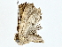  ( - BIOUG80754-D04)  @11 [ ] CreativeCommons - Attribution (2022) CBG Photography Group Centre for Biodiversity Genomics