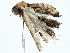  ( - BIOUG80754-D06)  @11 [ ] CreativeCommons - Attribution (2022) CBG Photography Group Centre for Biodiversity Genomics