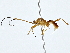  ( - BIOUG80754-G11)  @11 [ ] CreativeCommons - Attribution (2022) CBG Photography Group Centre for Biodiversity Genomics