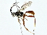  ( - BIOUG80755-E06)  @11 [ ] CreativeCommons - Attribution (2022) CBG Photography Group Centre for Biodiversity Genomics