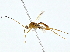  ( - BIOUG80755-F06)  @11 [ ] CreativeCommons - Attribution (2022) CBG Photography Group Centre for Biodiversity Genomics