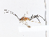  (cryptJanzen01 malaise0807 - CBG-A08766-F03)  @11 [ ] CreativeCommons - Attribution Share - Alike (2023) CBG Photography Group Centre for Biodiversity Genomics