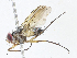  (Gnadochaeta Malaise6071 - CBG-A08767-A09)  @11 [ ] CreativeCommons - Attribution Share-Alike (2023) CBG Photography Group Centre for Biodiversity Genomics