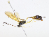  ( - CBG-A08767-F04)  @11 [ ] CreativeCommons - Attribution Share-Alike (2023) CBG Photography Group Centre for Biodiversity Genomics