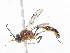  ( - CBG-A08767-H06)  @11 [ ] CreativeCommons - Attribution Share-Alike (2023) CBG Photography Group Centre for Biodiversity Genomics