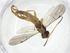  (Chilocyrtus Malaise3520 - CBG-A18764-A12)  @11 [ ] CreativeCommons - Attribution Share - Alike (2023) Centre for Biodiversity Genomics Centre for Biodiversity Genomics