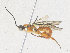  (Exochus Malaise6425 - CBG-A38420-F04)  @11 [ ] CreativeCommons - Attribution Share - Alike (2024) CBG Photography Group Centre for Biodiversity Genomics