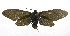 ( - 19-BAES-00066)  @11 [ ] CreativeCommons - Attribution Non-Commercial Share-Alike (2022) Bernardo Espinoza Guanacaste Dry Forest Conservation Fund