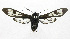  ( - 19-BAES-00137)  @11 [ ] CreativeCommons - Attribution Non-Commercial Share-Alike (2022) Bernardo Espinoza Guanacaste Dry Forest Conservation Fund