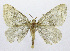  (Spargania Sullivan148 - 19-BAES-00148)  @11 [ ] CreativeCommons - Attribution Non-Commercial Share-Alike (2022) Bernardo Espinoza Guanacaste Dry Forest Conservation Fund