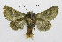  ( - 19-BAES-00158)  @11 [ ] CreativeCommons - Attribution Non-Commercial Share-Alike (2022) Bernardo Espinoza Guanacaste Dry Forest Conservation Fund