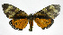  ( - 19-BAES-00286)  @11 [ ] CreativeCommons - Attribution Non-Commercial Share-Alike (2022) Bernardo Espinoza Guanacaste Dry Forest Conservation Fund