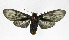  ( - 19-BAES-00355)  @11 [ ] CreativeCommons - Attribution Non-Commercial Share-Alike (2022) Bernardo Espinoza Guanacaste Dry Forest Conservation Fund