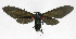  ( - 19-BAES-00369)  @11 [ ] CreativeCommons - Attribution Non-Commercial Share-Alike (2022) Bernardo Espinoza Guanacaste Dry Forest Conservation Fund
