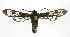  ( - 19-BAES-00437)  @11 [ ] CreativeCommons - Attribution Non-Commercial Share-Alike (2022) Bernardo Espinoza Guanacaste Dry Forest Conservation Fund