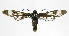  ( - 19-BAES-00437)  @11 [ ] CreativeCommons - Attribution Non-Commercial Share-Alike (2022) Bernardo Espinoza Guanacaste Dry Forest Conservation Fund