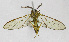  (Argyroeides Espinoza0446 - 19-BAES-00562)  @11 [ ] CreativeCommons - Attribution Non-Commercial Share-Alike (2022) Bernardo Espinoza Guanacaste Dry Forest Conservation Fund