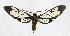  ( - 19-BAES-00972)  @11 [ ] CreativeCommons - Attribution Non-Commercial Share-Alike (2022) Bernardo Espinoza Guanacaste Dry Forest Conservation Fund
